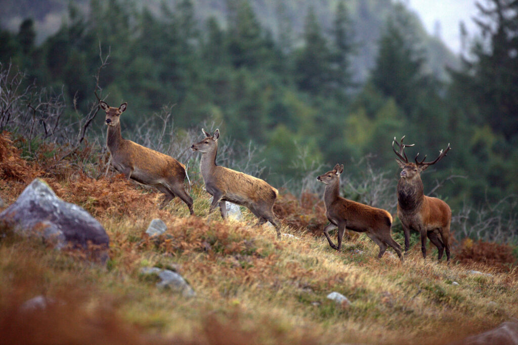 Killarney National Park